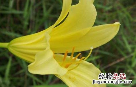 黄花菜种子怎么种?出芽快 黄花菜种子怎么种