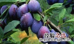 吃西梅会怎么样 吃西梅时要注意什么