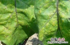 茄子叶霉病的防治方法 茄子的叶霉病怎么防治
