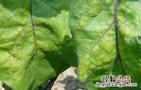 茄子叶霉病的防治方法 茄子的叶霉病怎么防治