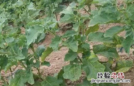 茄子叶霉病的防治方法 茄子的叶霉病怎么防治