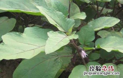 茄子叶霉病的防治方法 茄子的叶霉病怎么防治