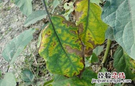 茄子叶霉病的防治方法 茄子的叶霉病怎么防治