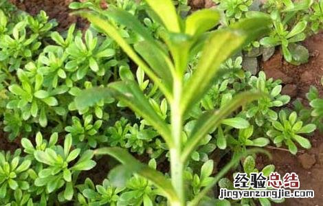 养心菜种植技术 养心菜种植技术,多少钱一斤?