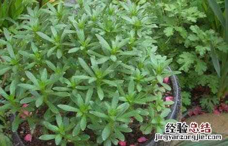 养心菜种植技术 养心菜种植技术,多少钱一斤?