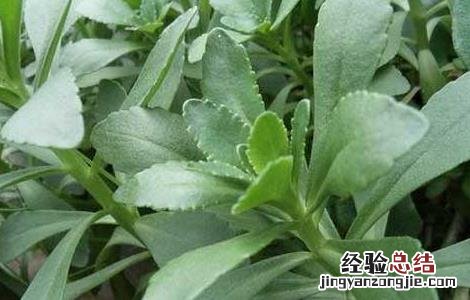 养心菜种植技术 养心菜种植技术,多少钱一斤?