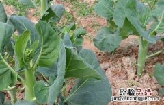 芥蓝种植技术及采收 芥蓝的种植技术