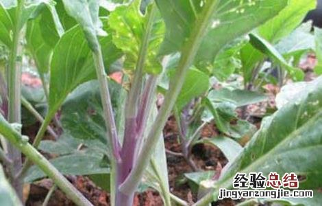 芥蓝种植技术及采收 芥蓝的种植技术