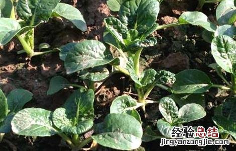芥蓝种植技术及采收 芥蓝的种植技术
