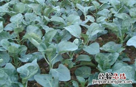 芥蓝种植技术及采收 芥蓝的种植技术