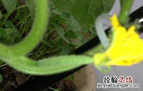 西葫芦白粉病的防治方法 葫芦瓜白粉病用什么药