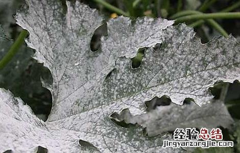 西葫芦白粉病的防治方法 葫芦瓜白粉病用什么药