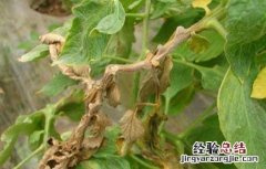 西红柿灰霉病的防治方法图片 西红柿灰霉病的防治方法