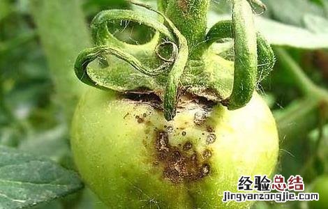 西红柿灰霉病的防治方法图片 西红柿灰霉病的防治方法