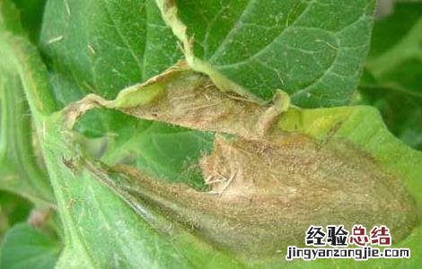 西红柿灰霉病的防治方法图片 西红柿灰霉病的防治方法