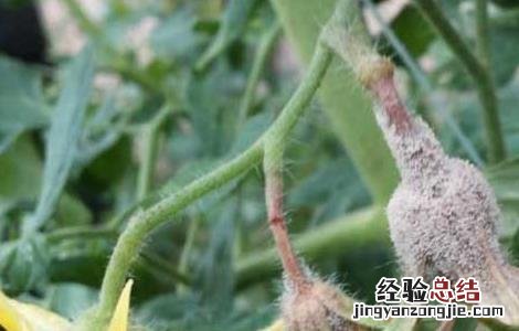 西红柿灰霉病的防治方法图片 西红柿灰霉病的防治方法