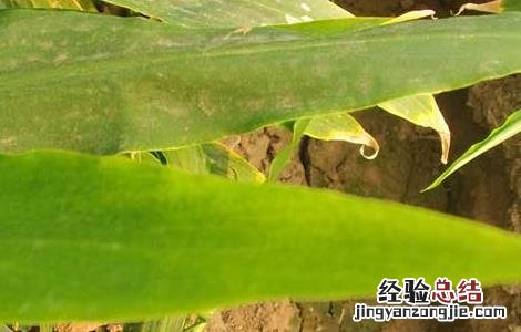 生姜叶枯病的防治方法 生姜叶枯病的防治方法是什么