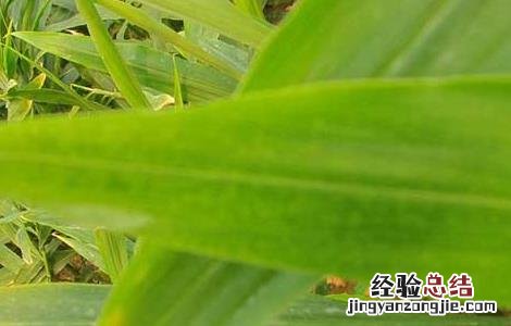生姜叶枯病的防治方法 生姜叶枯病的防治方法是什么