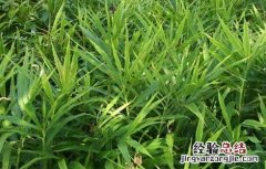 生姜叶枯病的防治方法 生姜叶枯病的防治方法是什么