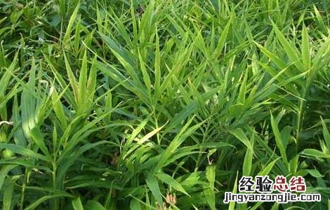 生姜叶枯病的防治方法 生姜叶枯病的防治方法是什么