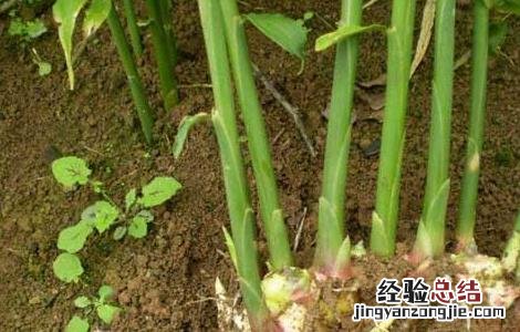 生姜叶枯病的防治方法 生姜叶枯病的防治方法是什么