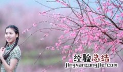 人面桃花相映红全诗词 人面桃花相映红全诗