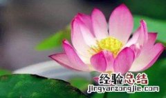 春季碗莲的种植方法 碗莲春季怎么养护