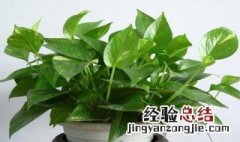 绿萝土壤酸性还是碱性好 绿萝土壤酸性还是碱性
