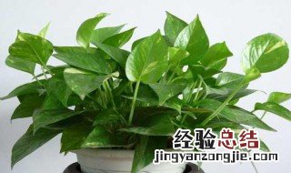 绿萝土壤酸性还是碱性好 绿萝土壤酸性还是碱性