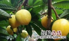 蛋黄果的功效和禁忌食用注意事项 蛋黄果的功效和禁忌食用注意事项有哪些