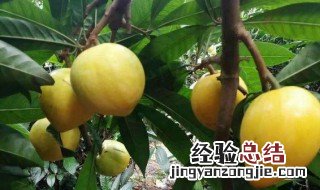 蛋黄果的功效和禁忌食用注意事项 蛋黄果的功效和禁忌食用注意事项有哪些