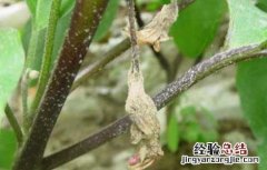 茄子菌核病的防治方法视频 茄子菌核病的防治方法
