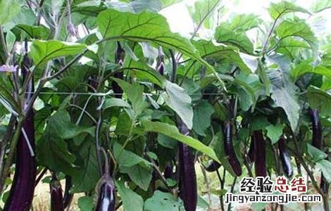 茄子枯萎病的防治方法图片 茄子枯萎病的防治方法