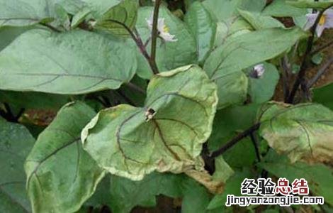 茄子枯萎病的防治方法图片 茄子枯萎病的防治方法