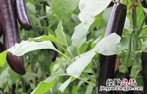 茄子枯萎病的防治方法图片 茄子枯萎病的防治方法