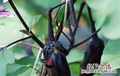 茄子绵疫病是什么引起的病害 茄子绵疫病的防治方法