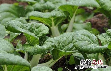 奶白菜的种植技术与管理 奶白菜的种植技术