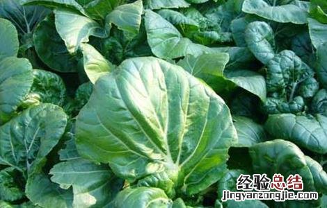 奶白菜的种植技术与管理 奶白菜的种植技术