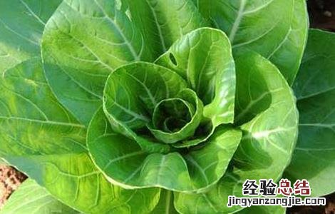 奶白菜的种植技术与管理 奶白菜的种植技术