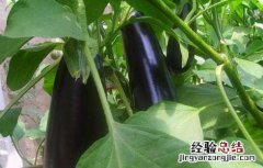 茄子猝倒病的防治方法 茄子猝倒病如何防治