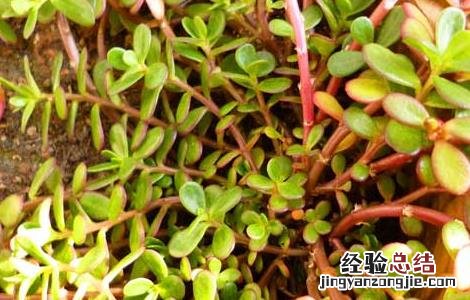 馬齒菜種植技術 马齿菜种植与注意事项