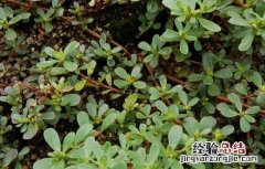 馬齒菜種植技術 马齿菜种植与注意事项
