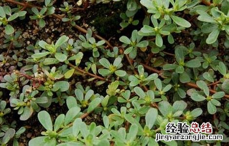 馬齒菜種植技術 马齿菜种植与注意事项