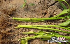 辣椒早疫病的防治方法 辣椒早疫病用什么药治疗