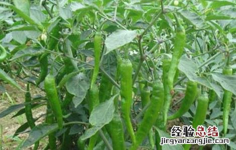 辣椒软腐病的防治方法视频 辣椒软腐病的防治方法
