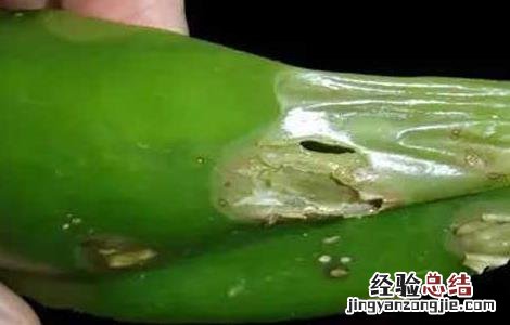 辣椒软腐病的防治方法视频 辣椒软腐病的防治方法