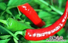 辣椒软腐病的防治方法视频 辣椒软腐病的防治方法