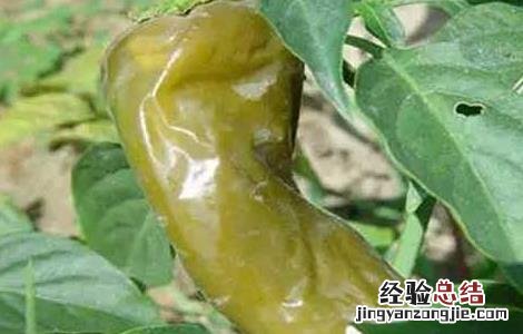 辣椒软腐病的防治方法视频 辣椒软腐病的防治方法