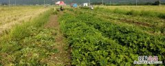 春花生什么时候打控旺药 春花生控旺药上午打可以吗