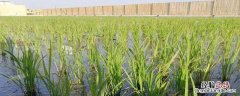 敌稗除草剂使用方法 除草剂敌稗的用法